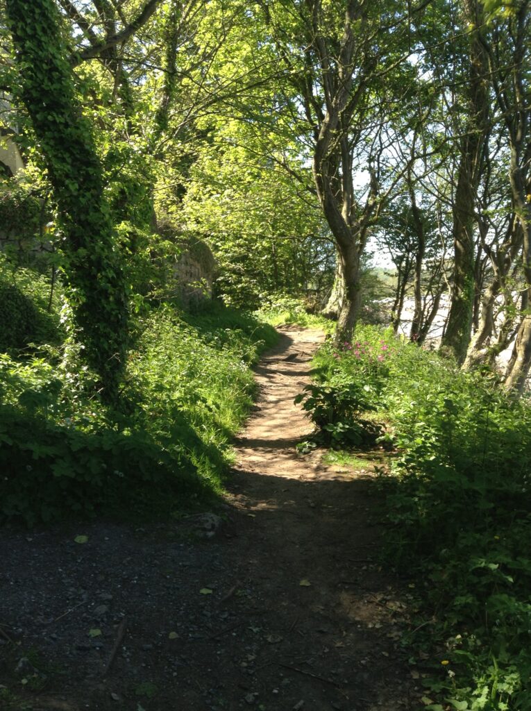 A path through the trees
